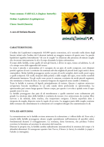 FARFALLA - Animali e Animali
