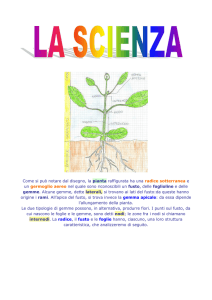 Come si può notare dal disegno, la pianta raffigurata ha una radice