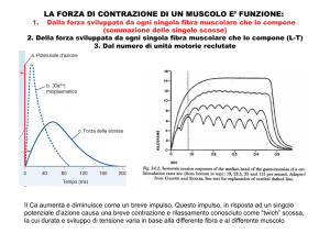 LA FORZA DI CONTRAZIONE DI UN MUSCOLO E` FUNZIONE: