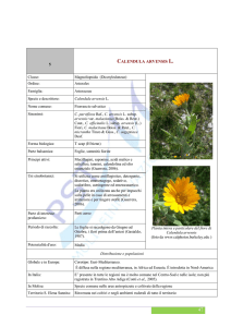 Calendula arvensis L. - Parco Scientifico e Tecnologico del Molise