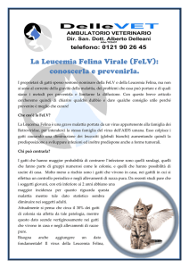 La Leucemia Felina Virale - DelleVet Ambulatorio Veterinario
