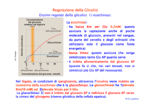 Regolazione della Glicolisi