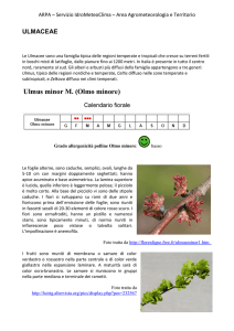 Ulmus minor M. (Olmo minore)