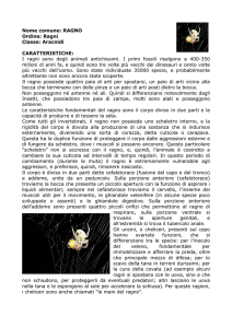 Nome comune: RAGNO (Inglese: spider)