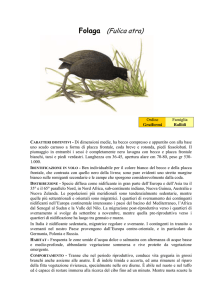 Folaga (Fulica atra)