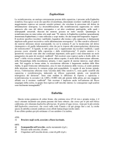 Euphorbium Euforbia