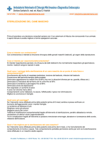 STERILIZZAZIONE DEL CANE MASCHIO