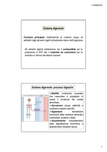 5. Sistema digerente