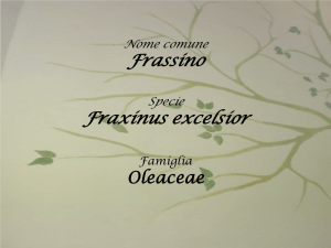 Scheda albero Frassino