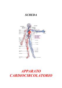 apparato circolatorio - CRI - Comitato Locale di Villar Dora