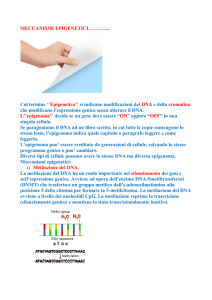 MECCANISMI EPIGENETICI…………. - Benessere Longevità Salute
