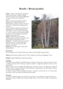 Betulla – Betula pendula