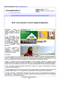SLA: nel muscolo il nuovo target terapeutico lavocedeltrentino.it
