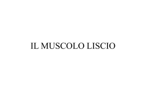 il muscolo liscio