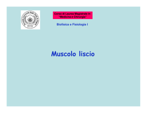 Muscolo liscio