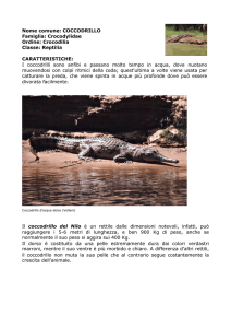 Nome comune: COCCODRILLO DEL NILO