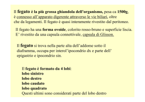 Il fegato ha una forma ovoide, colorito rosso