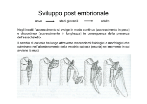 Sviluppo post embrionale - e