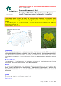 Porracchia a grandi fiori