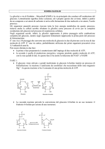 La glicolisi o via di Embden – Meyerhoff (EMP) è la