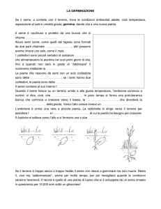 La germinazione - Maestro Massimo