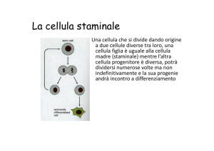 le cellule staminali