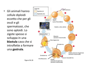 Diapositiva 1 - LASCIENZAINFUSA