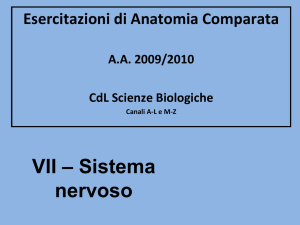 Retto superiore
