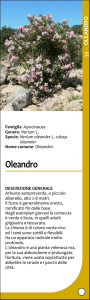 Scheda oleandro