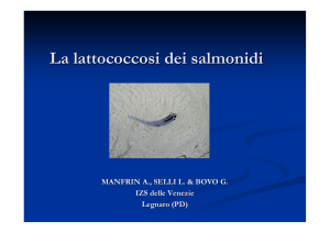 La lattococcosi dei salmonidi