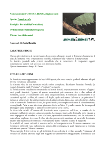 FORMICA ROSSA - Animali e Animali
