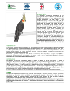 scheda Calopsitta