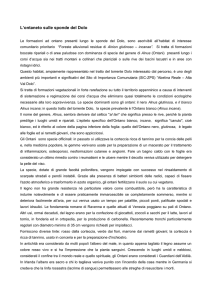 L`ontaneto sulle sponde del Dolo - Consorzio di Bonifica dell`Emilia