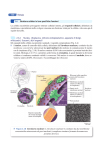 732 Biologia 2.6.1 Nucleo, citoplasma, reticolo