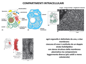 lezione 14_compartimenti cellulari_I parte2016