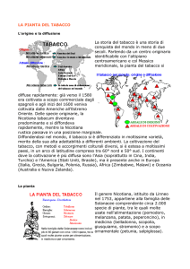 LA PIANTA DEL TABACCO La storia del tabacco è una storia di