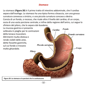 Stomaco