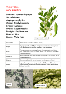Vicia faba…