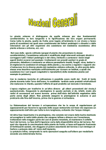 Le piante arboree si distinguono da quelle erbacee per due