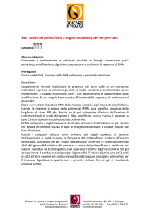 SN2 - Analisi del polimorifismo a singolo nucleotide gene cdk3
