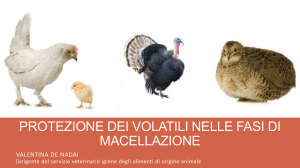 PROTEZIONE DEGLI ANIMALI NELLE FASI DI MACELLAZIONE