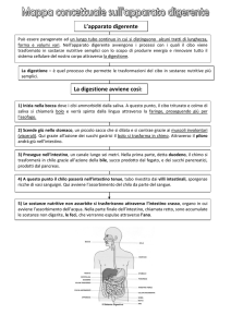 L`apparato digerente La digestione avviene così: