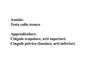 Vertebre toraciche