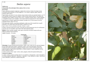 Smilax aspera - CEA Bernalda e Metaponto