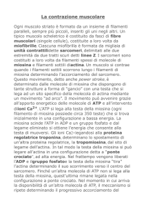 La contrazione muscolare