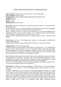 SCHEDA IDENTIFICAZIONE ORNIELLO O FRASSINO DA MANNA