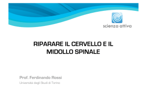 riparare il cervello e il midollo spinale