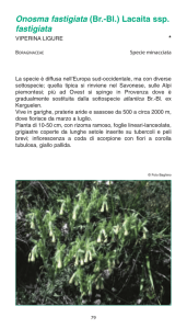 Valori e rarità della flora ligure