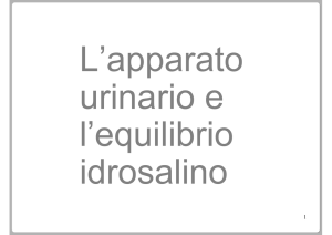 Sistema escretore 2