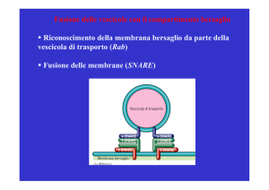 Presentazione di PowerPoint